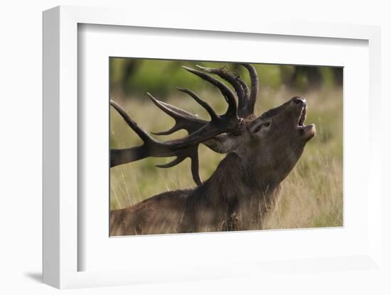 Red Deer (Cervus Elaphus) Stag Calling During Rut, Klampenborg Dyrehaven, Denmark, September 2008-Möllers-Framed Photographic Print