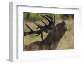 Red Deer (Cervus Elaphus) Stag Calling During Rut, Klampenborg Dyrehaven, Denmark, September 2008-Möllers-Framed Photographic Print