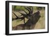 Red Deer (Cervus Elaphus) Stag Calling During Rut, Klampenborg Dyrehaven, Denmark, September 2008-Möllers-Framed Photographic Print