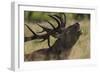 Red Deer (Cervus Elaphus) Stag Calling During Rut, Klampenborg Dyrehaven, Denmark, September 2008-Möllers-Framed Photographic Print