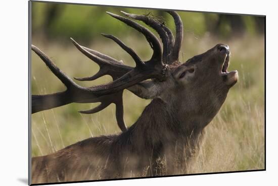 Red Deer (Cervus Elaphus) Stag Calling During Rut, Klampenborg Dyrehaven, Denmark, September 2008-Möllers-Mounted Photographic Print