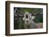 Red Deer (Cervus Elaphus) Stag Calling During Rut, Klampenborg Dyrehaven, Denmark, September 2008-Möllers-Framed Photographic Print