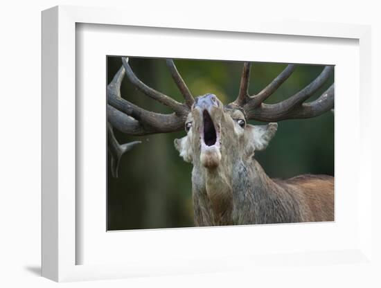 Red Deer (Cervus Elaphus) Stag Calling During Rut, Klampenborg Dyrehaven, Denmark, September 2008-Möllers-Framed Photographic Print