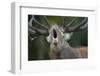 Red Deer (Cervus Elaphus) Stag Calling During Rut, Klampenborg Dyrehaven, Denmark, September 2008-Möllers-Framed Photographic Print