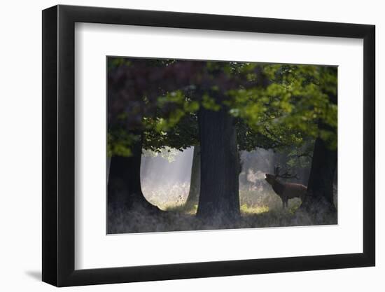 Red Deer (Cervus Elaphus) Stag Calling During Rut, Klampenborg Dyrehaven, Denmark, September-Möllers-Framed Photographic Print