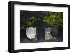 Red Deer (Cervus Elaphus) Stag Calling During Rut, Klampenborg Dyrehaven, Denmark, September-Möllers-Framed Photographic Print