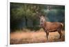 Red Deer (Cervus Elaphus) Stag During Rut in September, United Kingdom, Europe-Karen Deakin-Framed Photographic Print