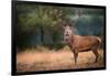 Red Deer (Cervus Elaphus) Stag During Rut in September, United Kingdom, Europe-Karen Deakin-Framed Photographic Print