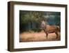 Red Deer (Cervus Elaphus) Stag During Rut in September, United Kingdom, Europe-Karen Deakin-Framed Photographic Print