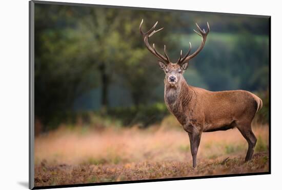 Red Deer (Cervus Elaphus) Stag During Rut in September, United Kingdom, Europe-Karen Deakin-Mounted Photographic Print