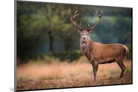 Red Deer (Cervus Elaphus) Stag During Rut in September, United Kingdom, Europe-Karen Deakin-Mounted Photographic Print