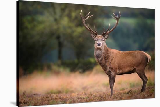 Red Deer (Cervus Elaphus) Stag During Rut in September, United Kingdom, Europe-Karen Deakin-Stretched Canvas