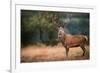 Red Deer (Cervus Elaphus) Stag During Rut in September, United Kingdom, Europe-Karen Deakin-Framed Photographic Print