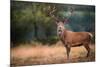 Red Deer (Cervus Elaphus) Stag During Rut in September, United Kingdom, Europe-Karen Deakin-Mounted Photographic Print