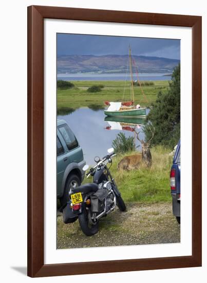 Red Deer (Cervus Elaphus) Stag During Rut Resting by a Loch-null-Framed Photographic Print