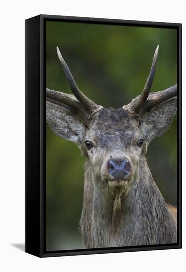 Red Deer (Cervus Elaphus) Stag,Head Portrait, During Rut, Klampenborg Dyrehaven, Denmark-Möllers-Framed Stretched Canvas