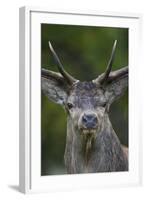 Red Deer (Cervus Elaphus) Stag,Head Portrait, During Rut, Klampenborg Dyrehaven, Denmark-Möllers-Framed Photographic Print