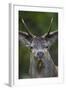 Red Deer (Cervus Elaphus) Stag,Head Portrait, During Rut, Klampenborg Dyrehaven, Denmark-Möllers-Framed Photographic Print