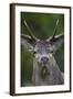 Red Deer (Cervus Elaphus) Stag,Head Portrait, During Rut, Klampenborg Dyrehaven, Denmark-Möllers-Framed Photographic Print