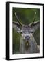 Red Deer (Cervus Elaphus) Stag,Head Portrait, During Rut, Klampenborg Dyrehaven, Denmark-Möllers-Framed Photographic Print