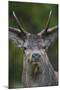 Red Deer (Cervus Elaphus) Stag,Head Portrait, During Rut, Klampenborg Dyrehaven, Denmark-Möllers-Mounted Photographic Print