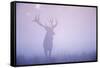 Red Deer (Cervus Elaphus) Stag in Mist, Klampenborg Dyrehaven, Denmark, September 2008-Möllers-Framed Stretched Canvas