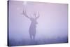 Red Deer (Cervus Elaphus) Stag in Mist, Klampenborg Dyrehaven, Denmark, September 2008-Möllers-Stretched Canvas