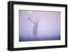 Red Deer (Cervus Elaphus) Stag in Mist, Klampenborg Dyrehaven, Denmark, September 2008-Möllers-Framed Photographic Print