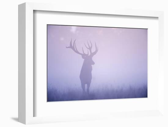 Red Deer (Cervus Elaphus) Stag in Mist, Klampenborg Dyrehaven, Denmark, September 2008-Möllers-Framed Photographic Print