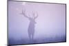 Red Deer (Cervus Elaphus) Stag in Mist, Klampenborg Dyrehaven, Denmark, September 2008-Möllers-Mounted Photographic Print