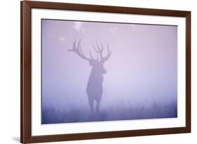 Red Deer (Cervus Elaphus) Stag in Mist, Klampenborg Dyrehaven, Denmark, September 2008-Möllers-Framed Photographic Print