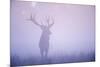 Red Deer (Cervus Elaphus) Stag in Mist, Klampenborg Dyrehaven, Denmark, September 2008-Möllers-Mounted Photographic Print