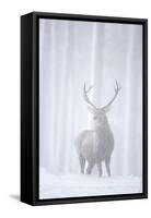 Red Deer (Cervus Elaphus) Stag in Pine Forest in Snow Blizzard, Cairngorms Np, Scotland, UK-Peter Cairns-Framed Stretched Canvas