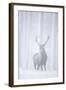 Red Deer (Cervus Elaphus) Stag in Pine Forest in Snow Blizzard, Cairngorms Np, Scotland, UK-Peter Cairns-Framed Premium Photographic Print