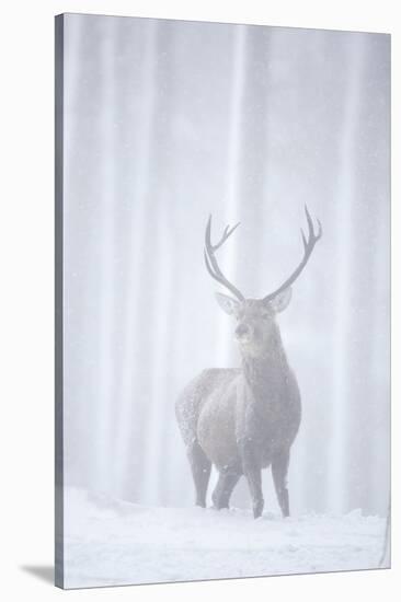 Red Deer (Cervus Elaphus) Stag in Pine Forest in Snow Blizzard, Cairngorms Np, Scotland, UK-Peter Cairns-Stretched Canvas