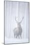 Red Deer (Cervus Elaphus) Stag in Pine Forest in Snow Blizzard, Cairngorms Np, Scotland, UK-Peter Cairns-Mounted Photographic Print