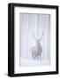 Red Deer (Cervus Elaphus) Stag in Pine Forest in Snow Blizzard, Cairngorms Np, Scotland, UK-Peter Cairns-Framed Photographic Print