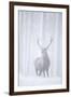 Red Deer (Cervus Elaphus) Stag in Pine Forest in Snow Blizzard, Cairngorms Np, Scotland, UK-Peter Cairns-Framed Photographic Print