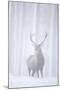 Red Deer (Cervus Elaphus) Stag in Pine Forest in Snow Blizzard, Cairngorms Np, Scotland, UK-Peter Cairns-Mounted Photographic Print