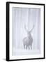 Red Deer (Cervus Elaphus) Stag in Pine Forest in Snow Blizzard, Cairngorms Np, Scotland, UK-Peter Cairns-Framed Photographic Print