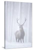 Red Deer (Cervus Elaphus) Stag in Pine Forest in Snow Blizzard, Cairngorms Np, Scotland, UK-Peter Cairns-Stretched Canvas