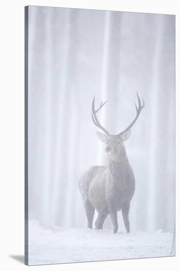 Red Deer (Cervus Elaphus) Stag in Pine Forest in Snow Blizzard, Cairngorms Np, Scotland, UK-Peter Cairns-Stretched Canvas