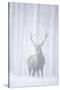 Red Deer (Cervus Elaphus) Stag in Pine Forest in Snow Blizzard, Cairngorms Np, Scotland, UK-Peter Cairns-Stretched Canvas