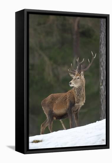 Red Deer (Cervus Elaphus) Stag in Pine Woodland in Winter, Cairngorms National Park, Scotland, UK-Mark Hamblin-Framed Stretched Canvas