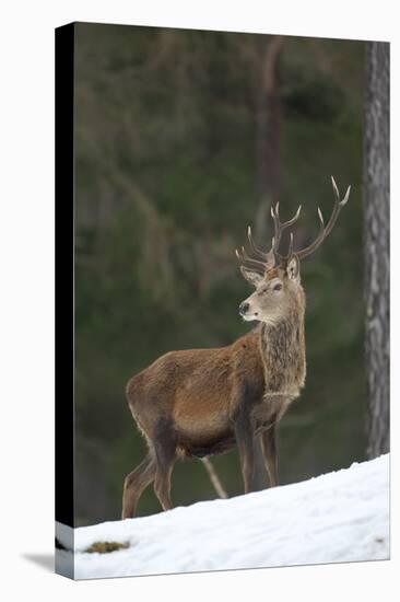 Red Deer (Cervus Elaphus) Stag in Pine Woodland in Winter, Cairngorms National Park, Scotland, UK-Mark Hamblin-Stretched Canvas