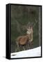 Red Deer (Cervus Elaphus) Stag in Pine Woodland in Winter, Cairngorms National Park, Scotland, UK-Mark Hamblin-Framed Stretched Canvas