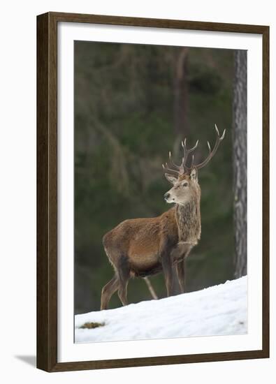 Red Deer (Cervus Elaphus) Stag in Pine Woodland in Winter, Cairngorms National Park, Scotland, UK-Mark Hamblin-Framed Premium Photographic Print