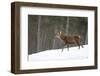 Red Deer (Cervus Elaphus) Stag in Pine Woodland in Winter, Cairngorms National Park, Scotland, UK-Mark Hamblin-Framed Photographic Print