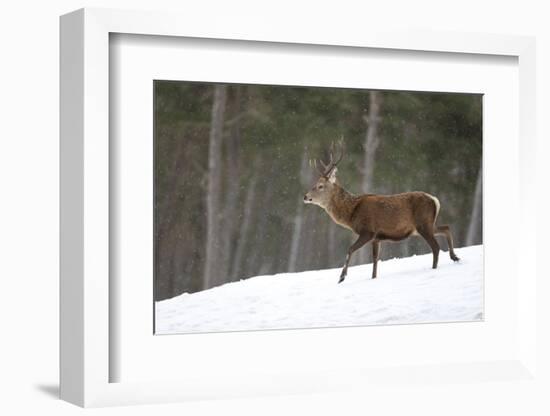 Red Deer (Cervus Elaphus) Stag in Pine Woodland in Winter, Cairngorms National Park, Scotland, UK-Mark Hamblin-Framed Photographic Print