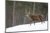 Red Deer (Cervus Elaphus) Stag in Pine Woodland in Winter, Cairngorms National Park, Scotland, UK-Mark Hamblin-Mounted Photographic Print